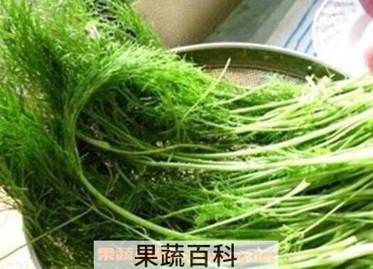 茴香菜的功效与作用及食用方法