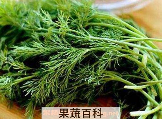 茴香菜的功效与作用及食用方法