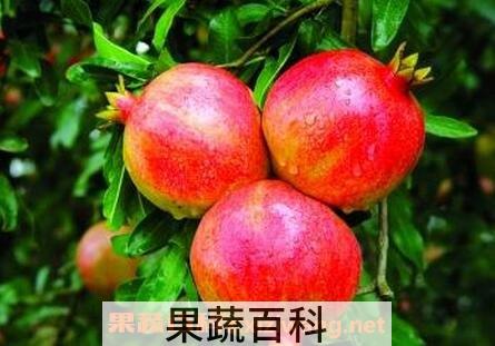 吃石榴的好处有哪些