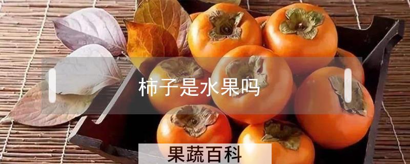 柿子是水果吗