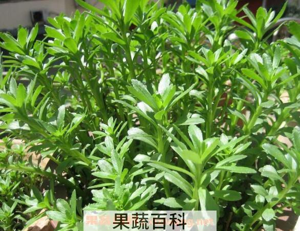 救心菜是什么菜 救心菜怎么种植