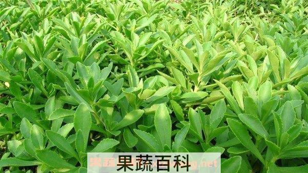 救心菜是什么菜 救心菜怎么种植