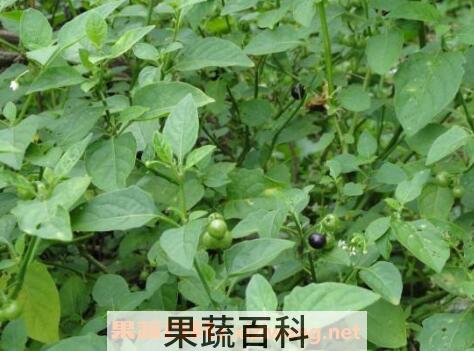 吃野白花菜有什么好处