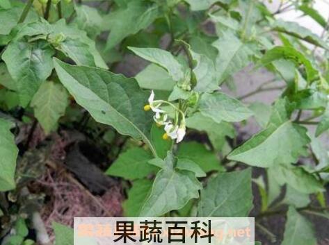 吃野白花菜有什么好处