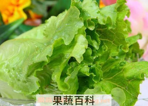 生菜可以生吃吗 生菜吃多了有什么危害