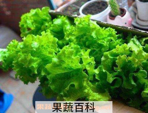 生菜可以生吃吗 生菜吃多了有什么危害