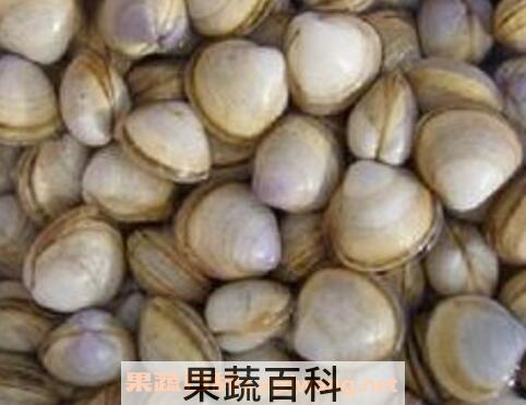 海蛤壳的功效与作用