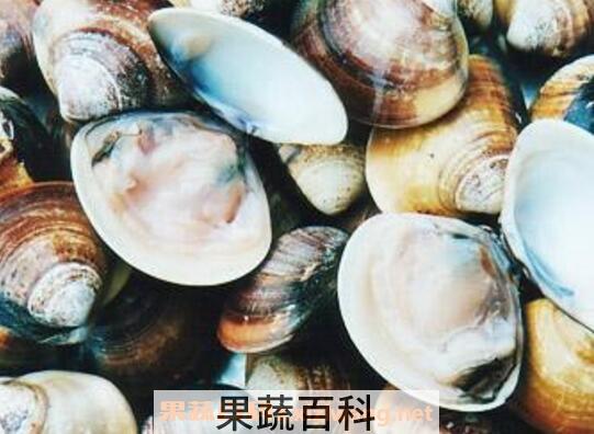 海蛤壳的功效与作用