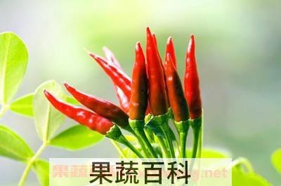 指天椒的作用