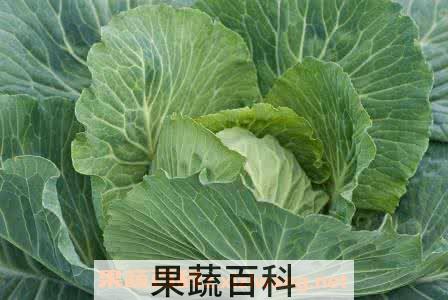 怎样区分甘蓝和包菜 甘蓝和包菜的区别