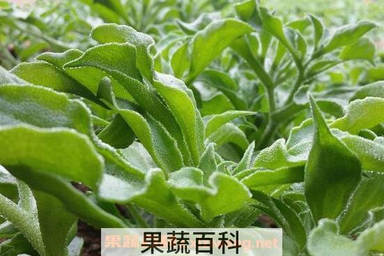 冰菜怎么种植 冰菜种植有窍门