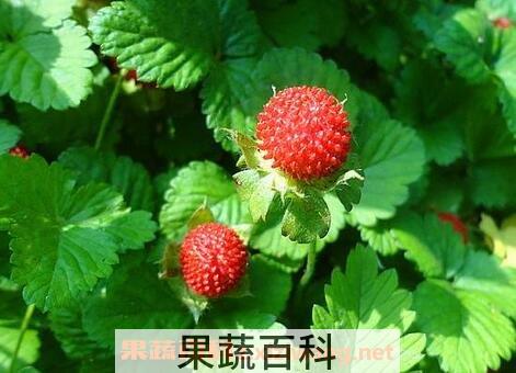 蛇莓药用价值