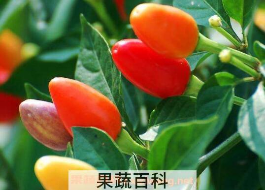 五彩椒怎么做好吃 五彩椒炒什么好吃