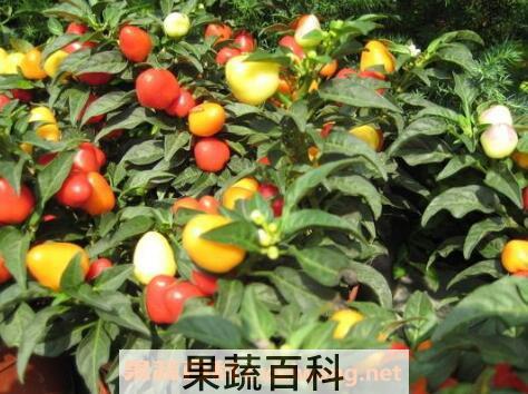 五彩椒怎么做好吃 五彩椒炒什么好吃