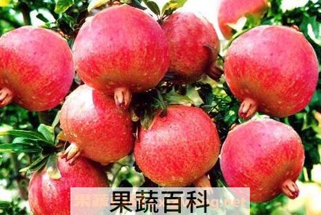 石榴皮的食用方法及禁忌