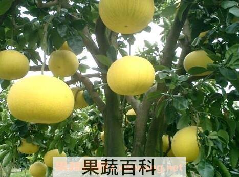 柚子根的功效与作用及食用方法