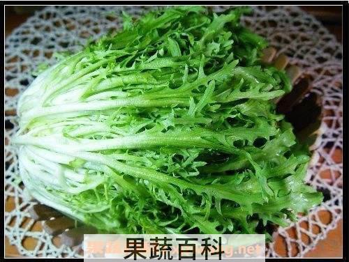 苦苣菜的功效与作用