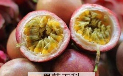 百香果怎么吃百香果有什么营养 百香果应该怎么吃?吃了有什么好处?