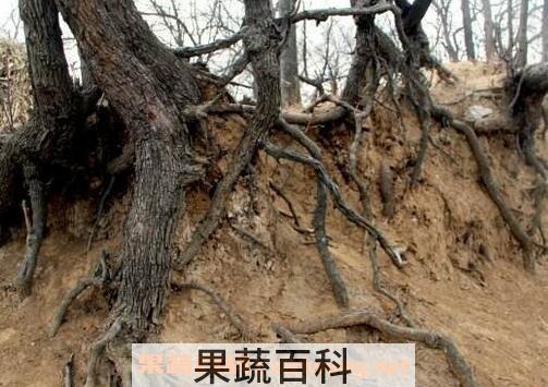 枣树根的功效与作用