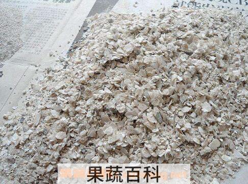 牡蛎粉的功效与作用