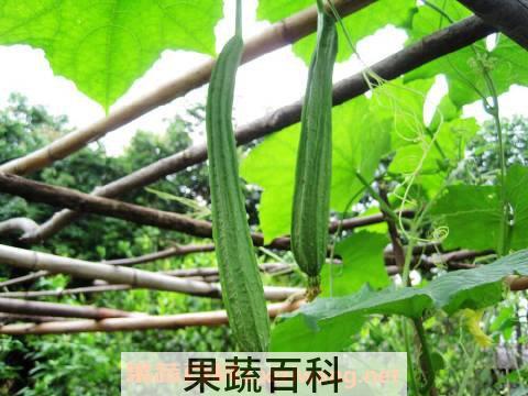 八棱瓜的吃法 八棱瓜怎么煮汤好吃