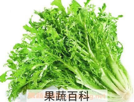 苦苣和苦菊的区别