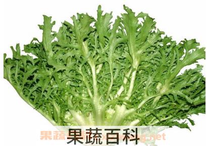 苦苣和苦菊的区别