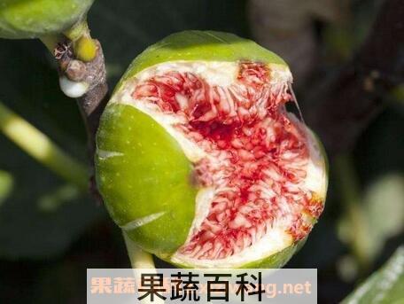 无花果的功效与作用