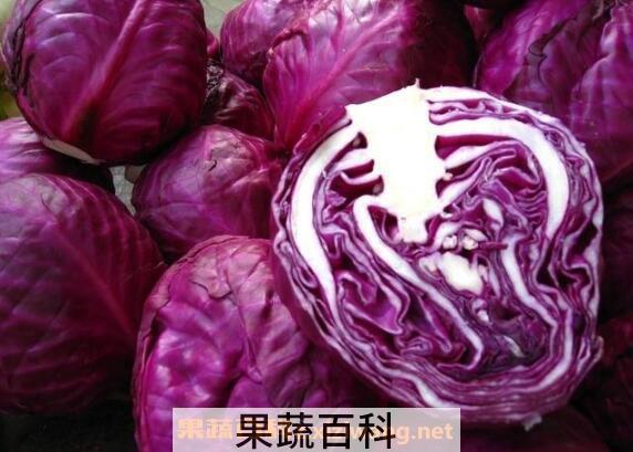生吃紫甘蓝能减肥吗 紫甘蓝的热量高吗