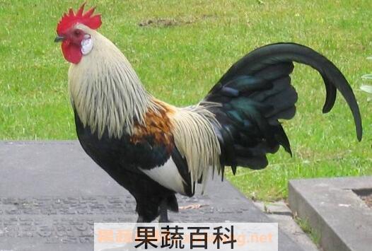 公鸡的营养价值及功效