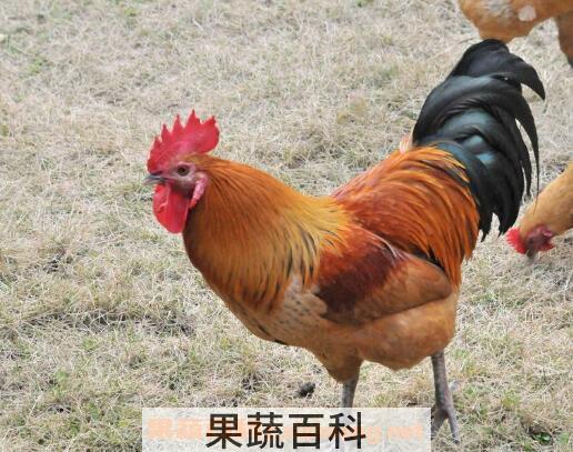公鸡的营养价值及功效