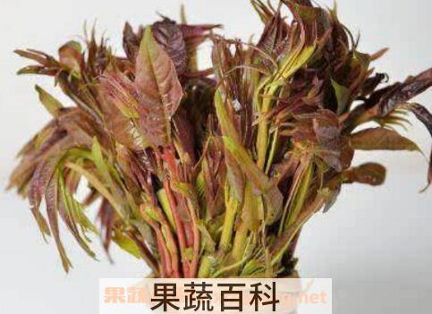 吃香春芽的好处和坏处