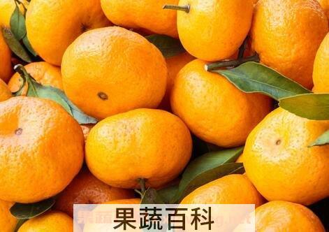 橘子不能和什么一起吃 