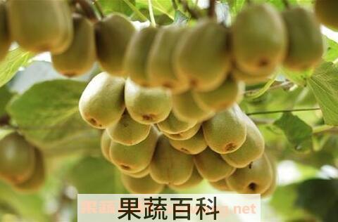 生的奇异果吃了有什么好处和坏处