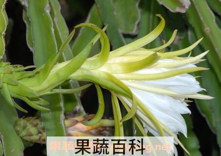 火龙果花的功效与作用