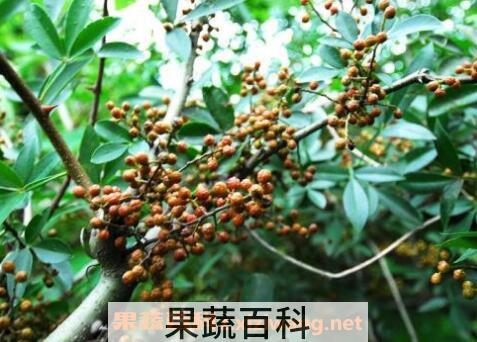 花椒藤椒与麻椒的区别