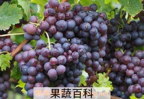 紫提子的功效与作用