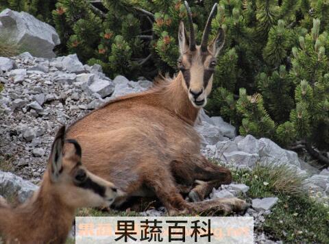  羚羊肉的功效与作用 羚羊肉的营养价值