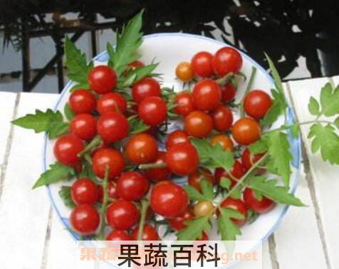野番茄的功效与作用 野番茄的吃法