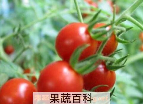 野番茄的功效与作用 野番茄的吃法