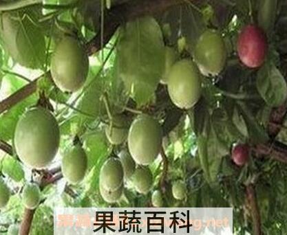 鸡蛋果花的功效与作用