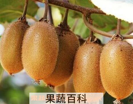 孕妇吃弥猴桃的功效