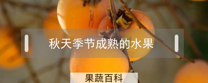秋天季节成熟的水果