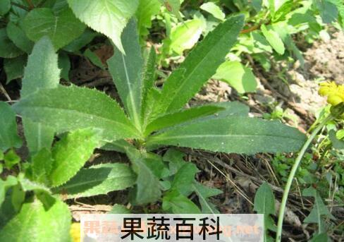 七七芽的功效与作用 七七芽的禁忌
