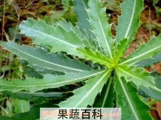 七七芽的功效与作用 七七芽的禁忌
