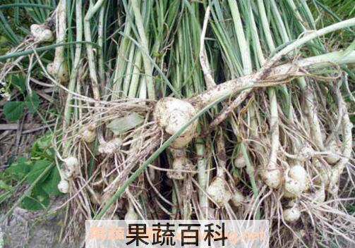 野小蒜的功效与作用 野小蒜的危害