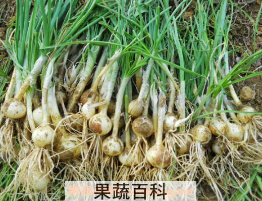野小蒜的功效与作用 野小蒜的危害
