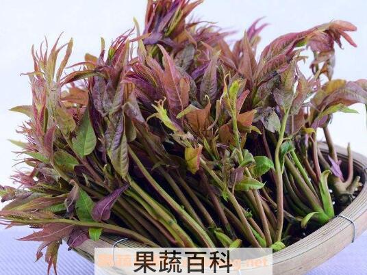 吃香椿的好处有哪些 吃香椿的坏处