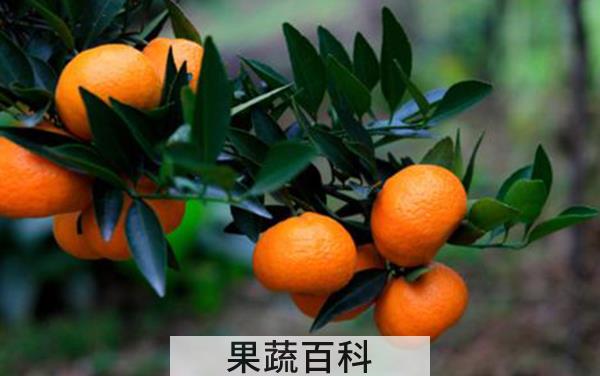 秋天成熟的水果有哪些