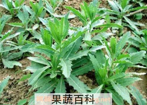 刺菜煮水喝有什么作用